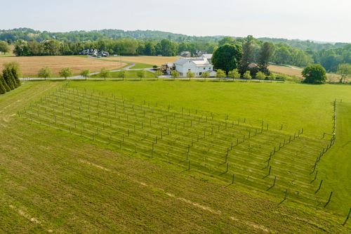 Aerial view of young vineyard rows stretching across a green field
