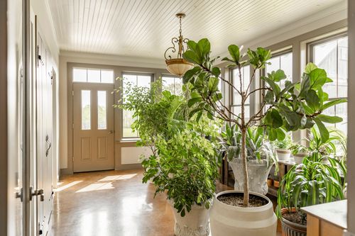 Sunroom foyer filled with large potted plants beneath a beadboard ceiling