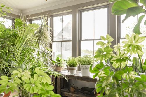 Sunroom windowsill crowded with potted ferns and palms