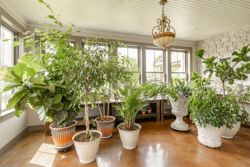 Sunroom filled with large potted plants beneath a pendant light