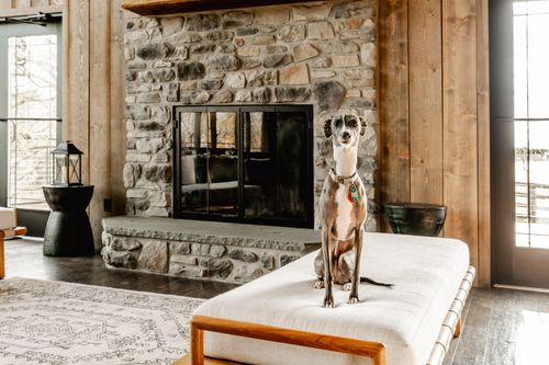 Italian greyhound wearing a collar sitting on an upholstered bench before a stone fireplace
