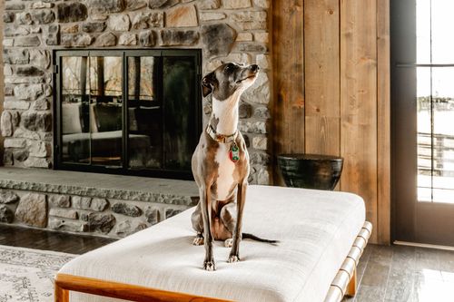 Close-up of an Italian greyhound perched on a bench beside a stone fireplace and glass doors